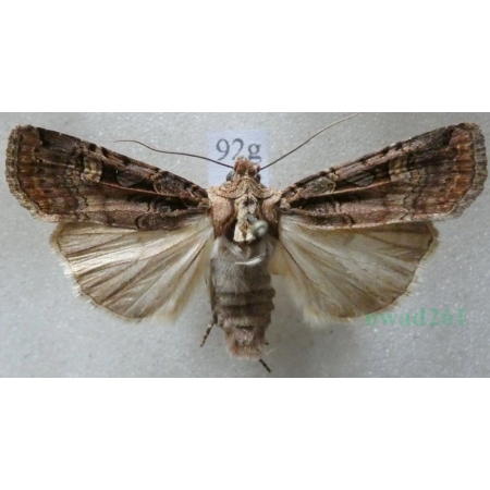 Opigena polygona (Denis & Schiffermüller, 1775) Czech92g
